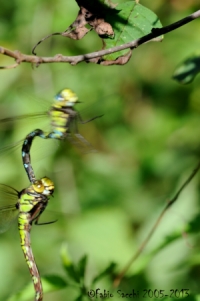 Scheda: Aeshna cyanea